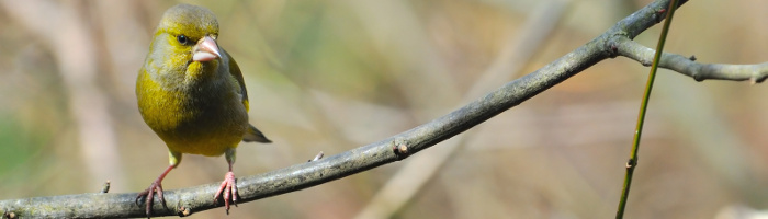 2019 BioAkti Vogelstimmen